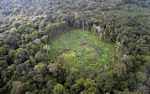 Aerial view of a manioc field in the middle of the rainforest