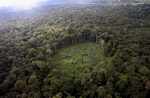 Overhead view of a manioc field in the middle of the rainforest