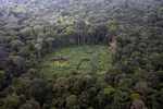 Airplane view of a manioc field in the middle of the rainforest
