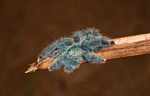 Cobalt Blue Tarantula (Avicularia metallica)