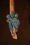 Turquoise tarantula (Avicularia metallica)