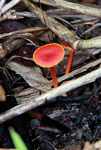 Red fungi [suriname_2060]