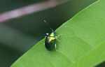 Metallic green beetle [suriname_2119]