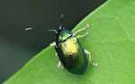 Metallic green beetle [suriname_2120]