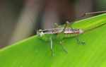 Green and brown grasshopper