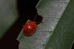 Red beetle [suriname_2133]