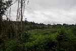 Manioc field near the village of Kwamalasamutu
