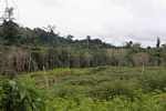 Manioc field near the village of Kwamalasamutu [suriname_2149]