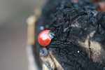 Giant ladybug
