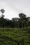 Sugar cane and manioc near the village of Kwamalasamutu [suriname_2164]
