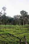 Sugar cane and manioc near the village of Kwamalasamutu [suriname_2165]
