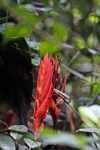 Red heliconia [suriname_2189]