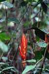 Red heliconia [suriname_2190]