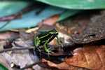 Three-striped poison dart frog (Epipedobates trivittatus)