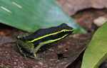 Three-striped poison dart frog (Epipedobates trivittatus) [suriname_2207]