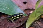 Three-striped poison dart frog (Epipedobates trivittatus) [suriname_2208]