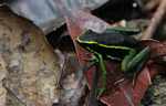 Three-striped poison dart frog (Epipedobates trivittatus) [suriname_2211]