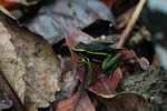 Three-striped poison dart frog (Epipedobates trivittatus) [suriname_2212]