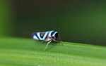 Blue and black insect