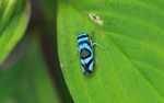 Blue and black insect [suriname_2235]