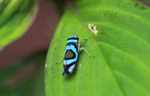 Blue and black insect [suriname_2237]