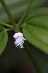 White insect
