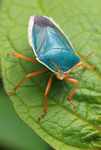 Turquoise insect with orange legs