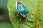 Turquoise insect with orange legs [suriname_2250a]