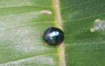 Metallic blue beetle [suriname_2259]