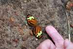 Orange, yellow, and black butterfly
