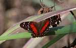 Red, black, brown, and white butterfly: Scarlet Peacock (Anartia amathea)