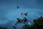 Tropical Kingbirds in flight