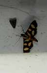 Orange, black, and yellow moth [suriname_2403]