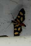 Orange, black, and yellow moth