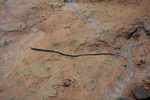 Rhinatrema bivittatum caecilian in Suriname, not a giant earthworm