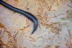 Caecilian, not a giant earthworm