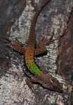 Green garden lizard (Ameiva ameiva) [suriname_2446a]