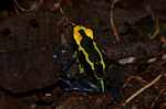 Yellow and blue poison arrow frog (Dendrobates tinctorius)
