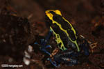 Dyeing poison arrow frog (Dendrobates tinctorius)