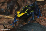 Yellow and blue dyeing poison dart frog