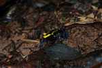 Yellow and blue poison arrow frog (Dendrobates tinctorius) [suriname_2464]