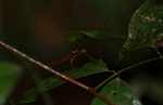 Red stick insect (Pseudophasma)  [suriname_2474]