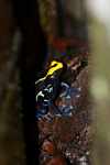 Yellow and blue poison dart frog (Dendrobates tinctorius) guarding its nest