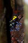 Yellow and blue poison arrow frog guarding its nest [suriname_2491]