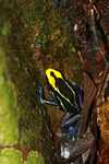 Yellow and blue poison arrow frog (Dendrobates tinctorius) [suriname_2499]