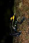 Yellow and blue poison arrow frog climbing a tree trunk [suriname_2512]