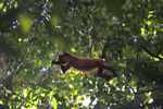 Red howler monkey in the canopy [suriname_2530]