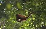 Red howler monkey in the canopy