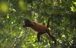 Red howler monkey in the canopy [suriname_2533]