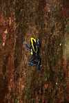 Yellow and blue poison arrow frog climbing a tree trunk [suriname_2580]